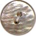 Silver-Fish Shell Buttons